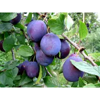 Свежие Фрукты оптом от производителя: персики, сливы, яблоки.