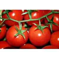 Свежие овощи оптом на экспорт: огурец, капуста, помидоры
